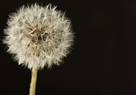 Blog + Fotografie by it's me! - fim.works - Details einer Pusteblume