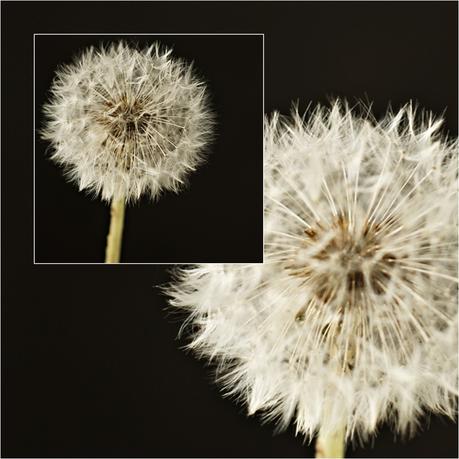 Blog + Fotografie by it's me! - fim.works - Collage Pusteblume vor schwarzem Hintergrund