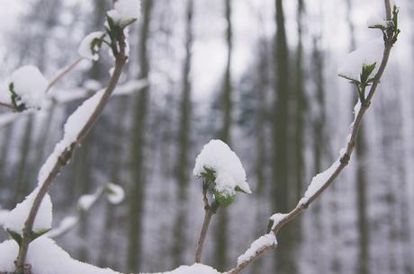 Winterbilder und meine Gedanken zum Jahresanfang