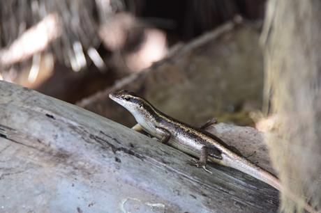 14_Gecko-im-Naturschutzgebiet-Marine-National-Park-Curieuse-Seychellen
