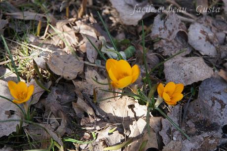 Bissi Frühling