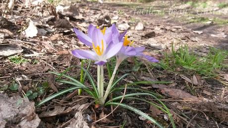 Bissi Frühling