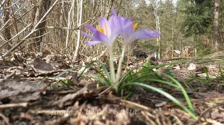 Bissi Frühling