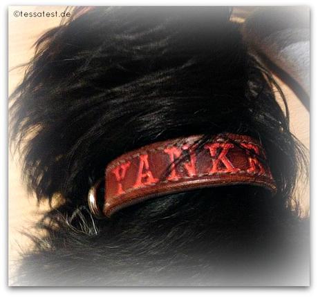 Lederhalsband für Hunde von Dogs Accessoires im Test