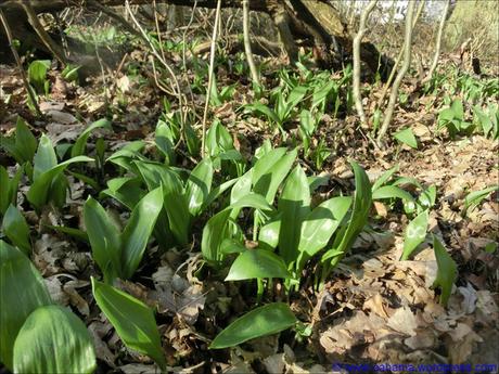 comp_CR_CIMG5483_Bärlauch_2016