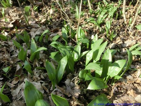 comp_CR_CIMG5485_Bärlauch_2016