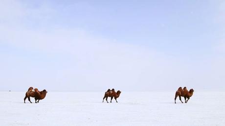 Dreaming of Mongolia