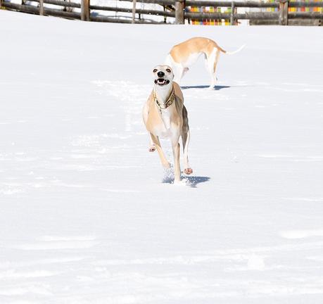 Flying Lucy, Sweetheart Eloise und ein Wochenende in den Bergen