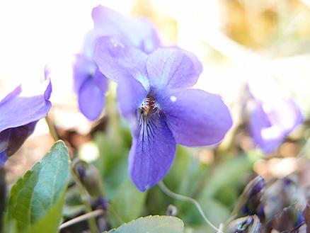 Du lieber Frühling …