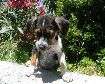 Fotoalbum  -  Angelo