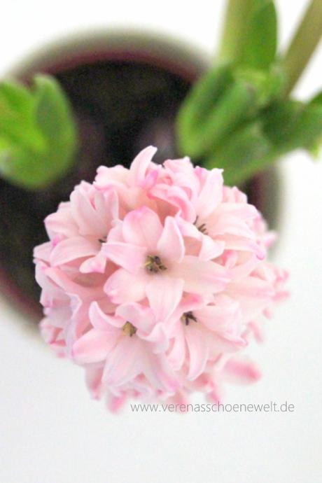 Lovely Hyacinth  #WordlessWednesday with #Linky