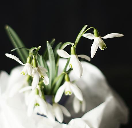 Flowers | Hübsches Februar-Mädchen