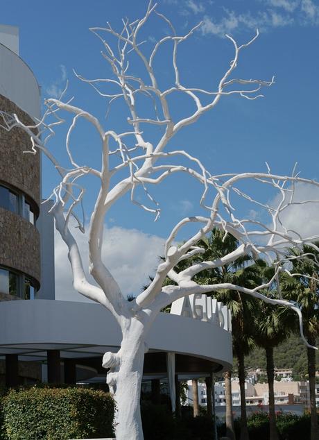 Blog + Fotografie by it's me! - Reisen - La Isla Blanca Ibiza, Santa Eularia - gekälkter Baum vor einem Hotel