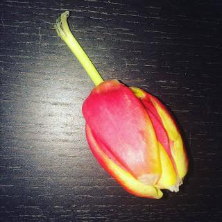 Justine privat - Die Tulpe in der Nacht