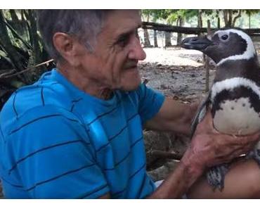 Pinguin schwimmt jedes jahr 5000 Meilen um Retter zu besuchen