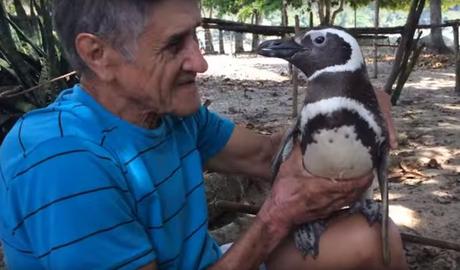 Pinguin schwimmt jedes jahr 5000 Meilen um Retter zu besuchen