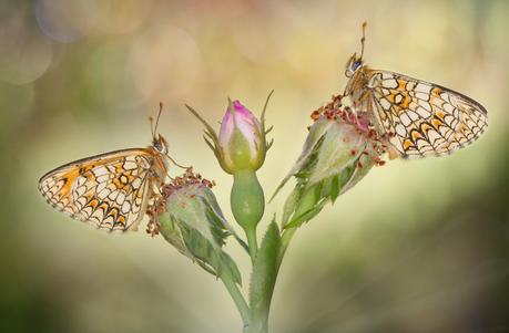 tumblr_o00it9GGuQ1uoku8ao1_1280