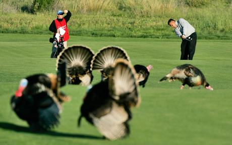 UNITED STATES - MARCH 30: David Berganio, Jr. hits past a gallery of turkeys during the second round of the Livermore Valley Wine Country Championship held at The Course at Wente Vineyards in Livermore, California, on March 23, 2007. (Photo by Stan Badz/PGA)