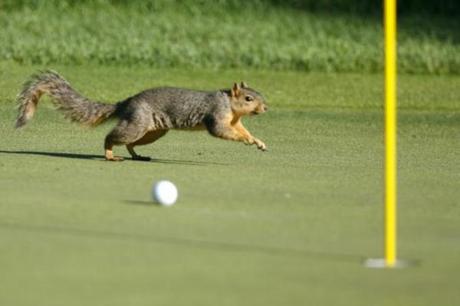 131514-a-squirrel-runs-past-angel-cabreras-ball-on-the-12th-green-during-the-
