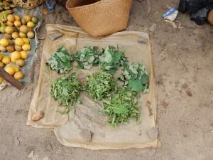 Heilpflanzen aus Madagaskar – Arzneimittel aus dem Wald