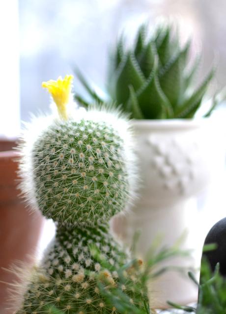 Urban Jungle Bloggers: Botanical Zoom