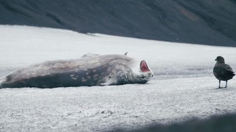 The beauty of Antarctica