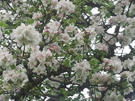 Foto: Obstblüte in Lüdinghausen