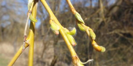 im Wald grunzt der Frühling