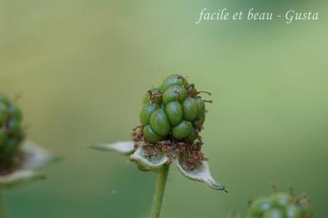 Beeren