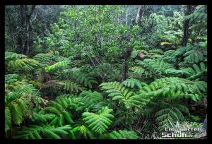 EISWUERFELIMSCHUH - Hawaii Big Island Vulkan Lava Tube National Park (20)