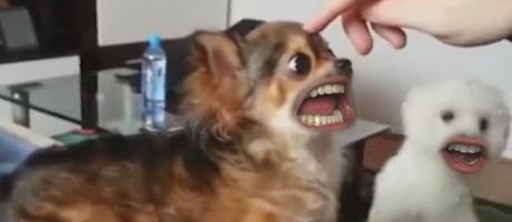 hunde-menschen-mund