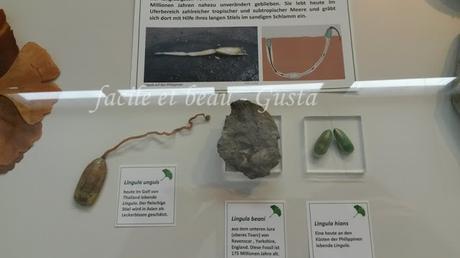 Naturhistorisches Mueum Teil 4