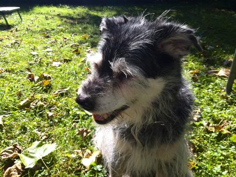 Foto: Nachbarshund Johnny Heitkamp