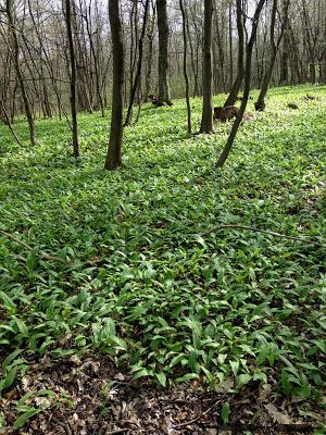 3 Rezepte um Bärlauch zu verarbeiten / Wild Garlic Pesto, Oil and Butter Recipe