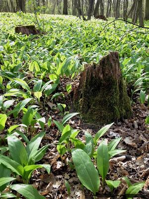 3 Rezepte um Bärlauch zu verarbeiten / Wild Garlic Pesto, Oil and Butter Recipe