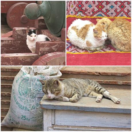 Marokko-Katzen