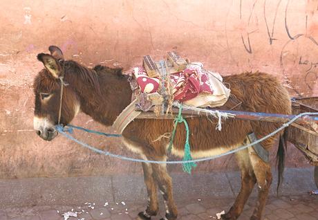 Marokko Roadtrip Esel
