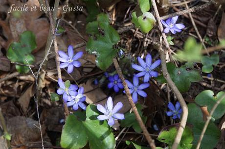 Frühlingsblumen