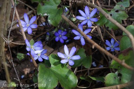 Frühlingsblumen