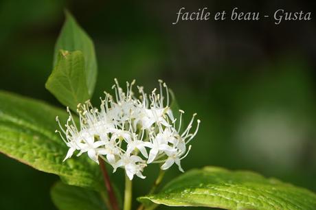 Frühlingsblumen