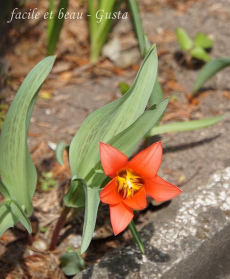 Frühlingsblumen