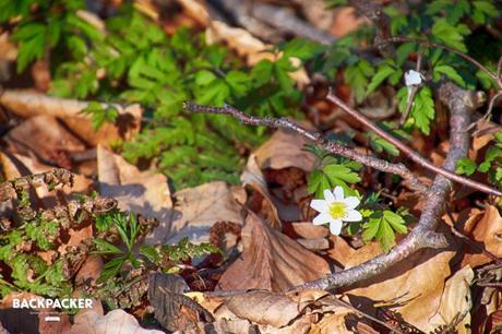 Auch mitten im Wald gibt es erste Zeichen des Frühlings.