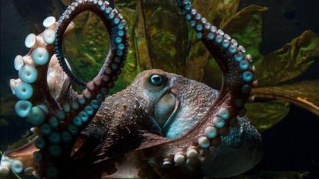 Prison Break – Oktopus bricht aus Aquarium aus