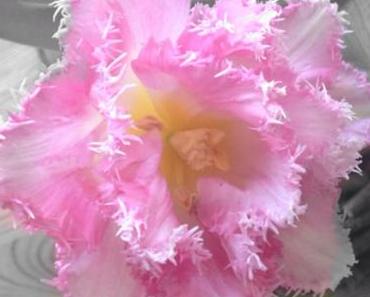 Friday-Flowerday – oder – Tulpen extravagant