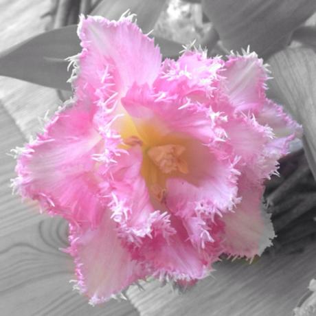 Friday-Flowerday – oder – Tulpen extravagant