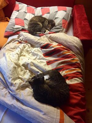 Schlafen, immer nur schlafen