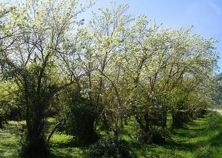Birnen-Pudding-Auflauf