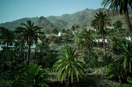 palm groves La Gomera