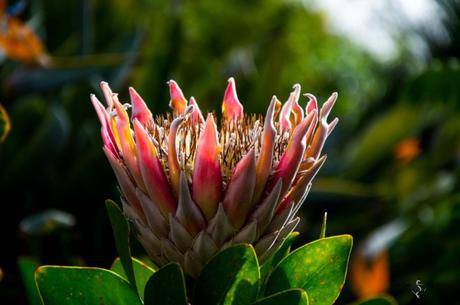 Blume im Nationalpark La Gomera