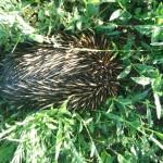 Einzigartig – Australiens Tierwelt
